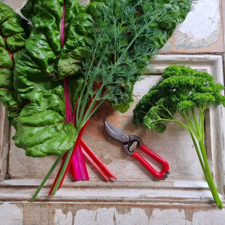 Mini Secateurs