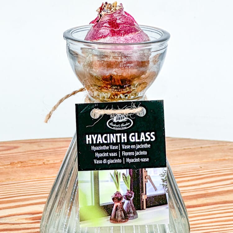 Hyacinth bulb jar and Bulb
