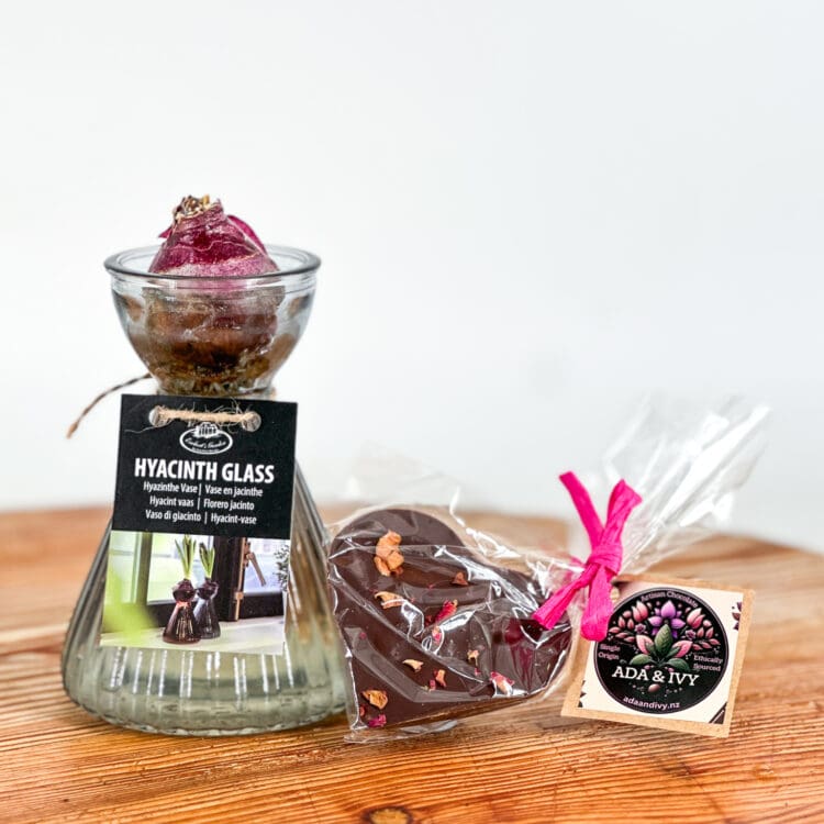 Hyacinth bulb jar with chocolate heart