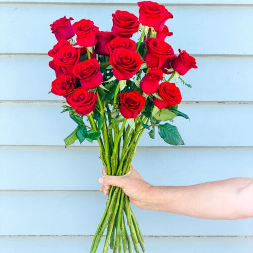Valentine's Day Roses