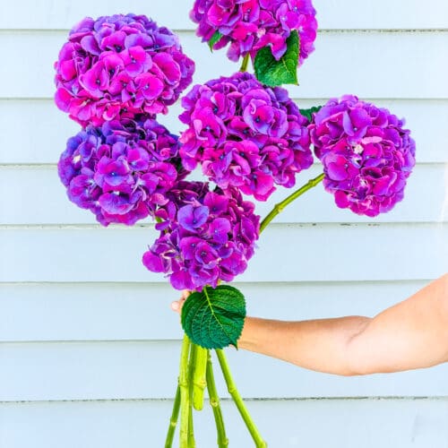 Hydrangea Stems