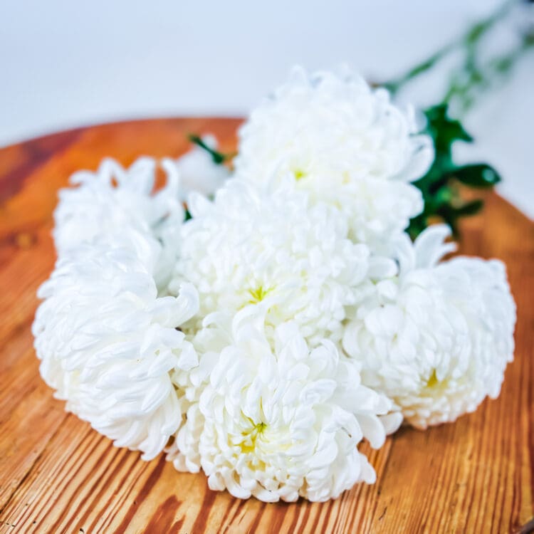 Chrysanthemum Stems - Image 2