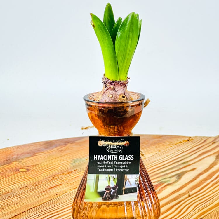 Hyacinth bulb jar with chocolate heart - Image 2