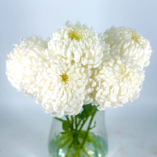 Chrysanthemum Stems