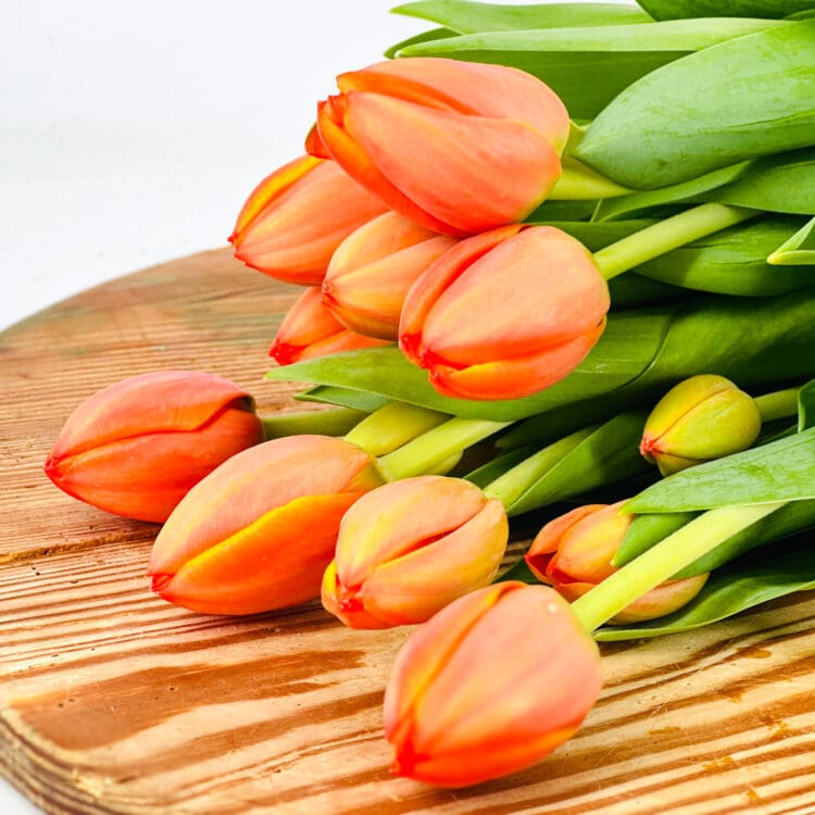 Tulip Stems