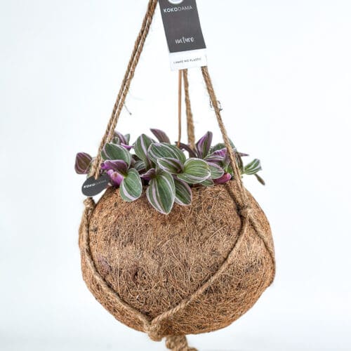 Kokodama hanging Peperomia Piccolo Banda