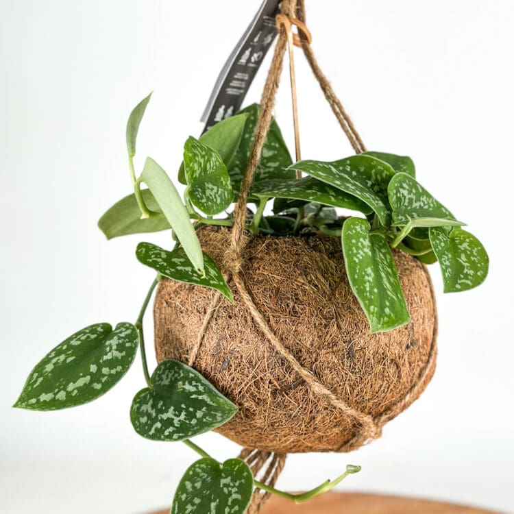 Kokodama hanging Satin Pothos (Scindapsus Pictus)