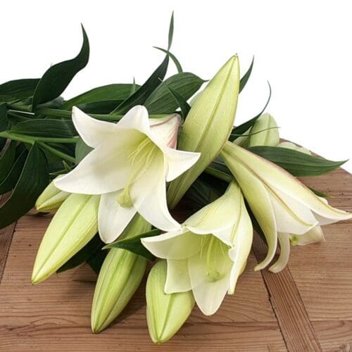 Christmas Lilies