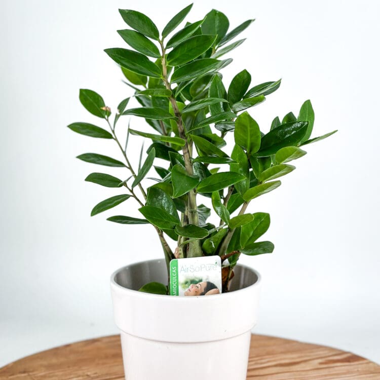 Zamioculcas house plant