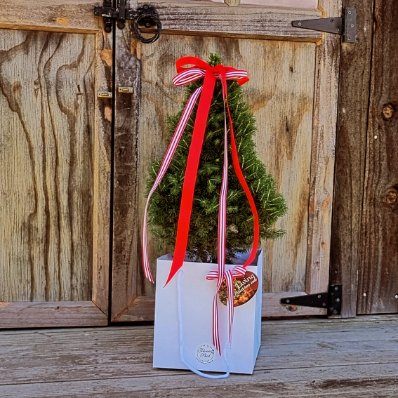 Mini real christmas tree, Limited stock