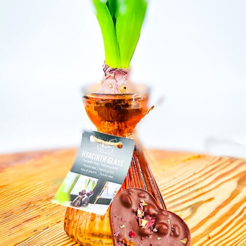 Hyacinth bulb jar with chocolate heart
