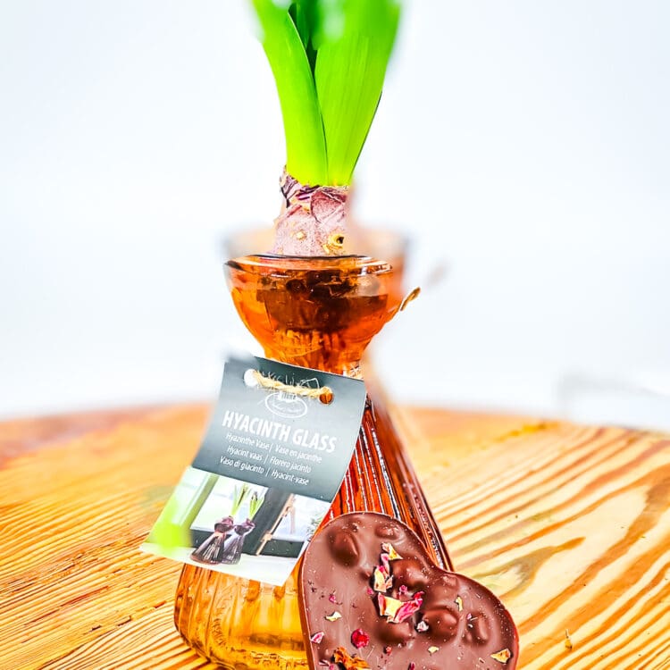 Hyacinth bulb jar with chocolate heart
