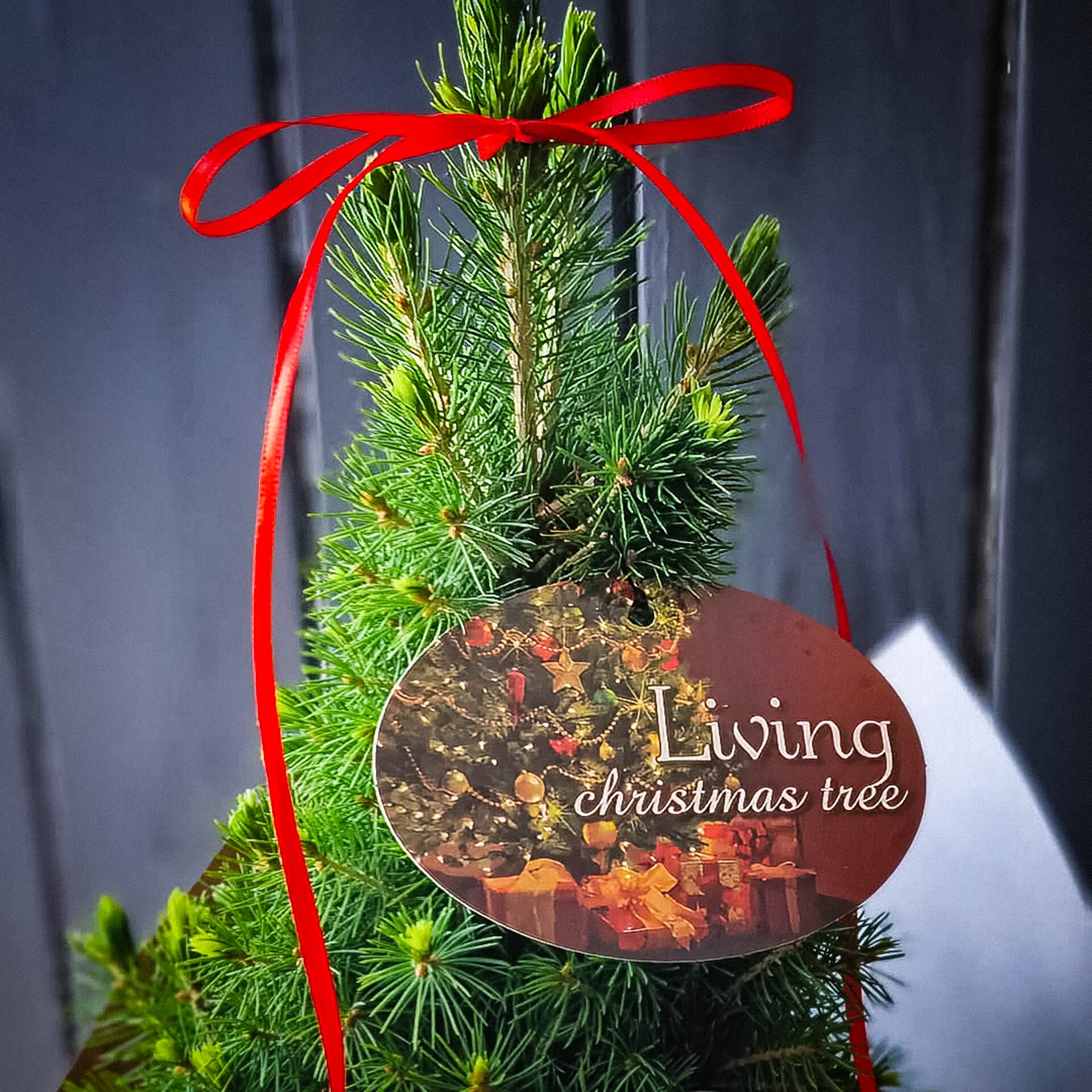 Mini Live Christmas Tree - Limited Stock - Image 4