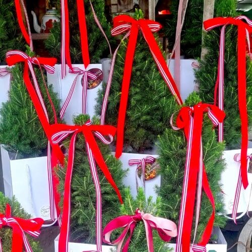 Mini Live Christmas Tree - Limited Stock