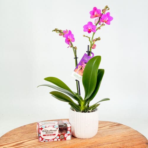Mini Orchid Delight