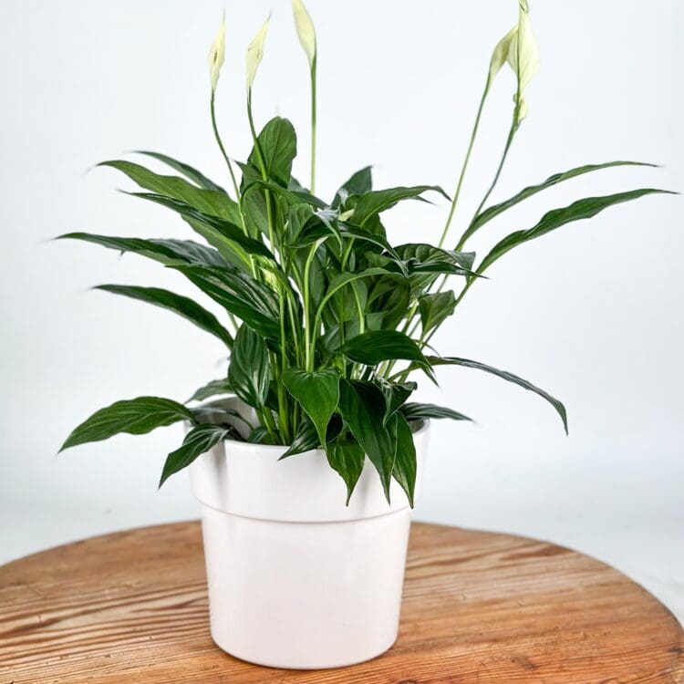 Peace Lily (Spathiphyllum wallisii) House plant
