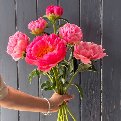 Seasonal Best Buy - Peonies