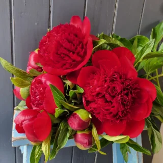 #redcharmpeonies 🥰 @thelostflowershed