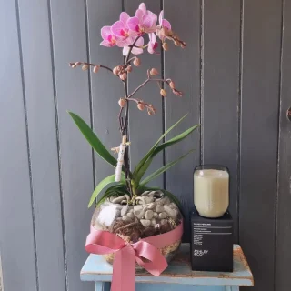 Still a #topseller this week, our mini orchid bowl joined with an add on #ashley&co candle www.thelostflowershed.co.nz #silverdaleboutiqueflowershop #orewaflorist #hibiscuscoastflorist #whangaparaoaflorist #millwaterflorist #orewaflorist #dairyflatflorist #supportsmallbusiness