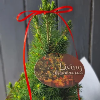 Mini #livingchristmastree available at #thelostflowershed . Be quick only limited numbers will be online this arvo www.thelostflowershed.co.nz