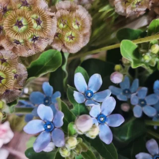 Shop is full this week of all your seasonal blooms. Including #tweedia www.thelostflowershed.co.nz ##silverdaleboutiqueflowershop #orewaflorist #millwaterflorist #milldaleflorist #stillwaterfloristnz #hibiscuscoastflorist #silverdaleboutiqueflowershop