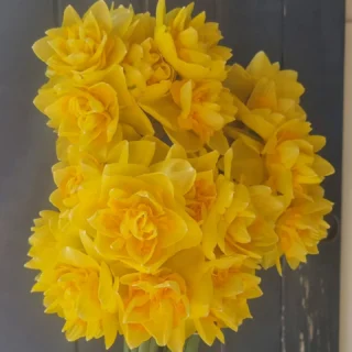 Beautiful #doubledaffadil in stock this week. Www.thelostflowershed.co.nz ##hibiscuscoastflorist #whangaparaoaflorist #stillwaterfloristnz #millwaterflorist #milldaleflorist #stillwaterfloristnz #hibiscuscoastflorist