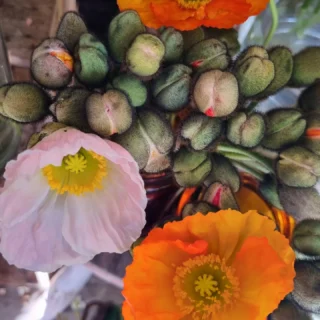 #poppies are poppin @thelostflowershed pop in today and grab some #freshflowers #silverdaleboutiqueflowershop ##orewaflorist #redbeachflorist #whangaparaoaflorist #hibiscuscoastflorist www.thelostflowershed.co.nz