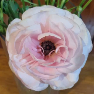 Www.thelostflowershed.co.nz #whangaparaoaflorist #redbeachflorist #hibiscuscoastfloristnz #silverdaleboutiqueflowershop ph 0800 700 987 for all your #freshflower needs and deliveries.
