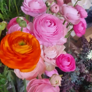 Can't get enough of these beautiful #rannculus pop in and grab some. Www.thelostflowershed.co.nz #silverdaleboutiqueflowershop #silverdalefloristnz #hibiscuscoastflorist #whangaparaoaflorist #millwaterflorist #orewaflorist #dairyflatflorist #supportsmallbusiness