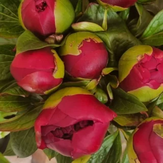 #peonieseason has started www.thelostflowershed.co.nz #silverdaleboutiqueflowershop #orewaflorist #whangaparaoaflorist #hibiscuscoastnz #hibiscuscoastflorist.