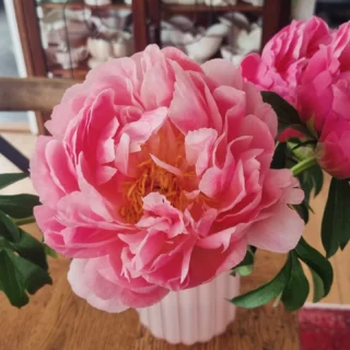 O how we love #peonieseasonnz www.thelostflowershed.co.nz #boutiqueflowershopsilverdalenz #whangaparaoaflorist #hibiscuscoastflorist #silverdaleboutiqueflowershop #orewaflorist #redbeachflorist