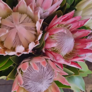 #kingproteas @ #thelostflowershed www.thelostflowershed.co.nz #whangaparaoaflorist #hibiscuscoastflorist #silverdaleboutiqueflowershop #silverdaleflorist #redbeachflorist #orewaflorist #dairyflatflorist #supportsmallbusiness