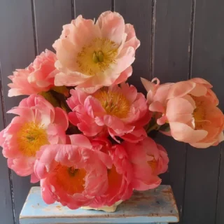 #peonieseasonnz www.thelostflowershed.co.nz