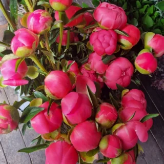 #peonies get these beautiful blooms while you can! Www.thelostflowershed.co.nz ph 0800 700 987 #silverdalefloristnz ##hibiscuscoastflorist #whangaparaoaflorist #millwaterflorist #orewaflorist #dairyflatflorist #supportsmallbusiness #milldaleflorist