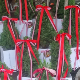 Living mini #Christmastrees online now! Www.thelostflowershed.co.nz,  be quick they won't last long, way to cute! #boutiqueflowershopsilverdalenz ##whangaparaoaflorist #hibiscuscoastnz #orewaflorist #dairyflatflorist #supportsmallbusiness