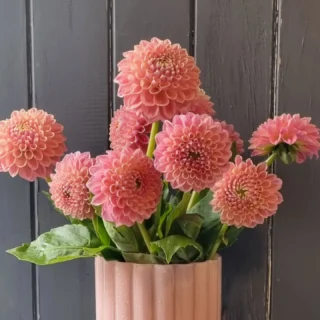 #dahlias www.thelostflowershed.co.nz #silverdalefloristnz ##hibiscuscoastflorist #orewaflorist #whangaparaoaflorist #redbeachflorist #silverdaleboutiqueflowershop