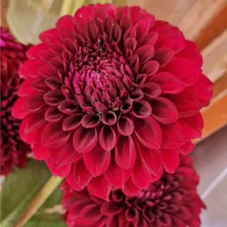 #dahliaseasonnz #thelostflowershed