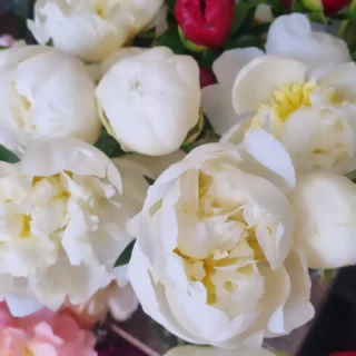 #peonies get them while you can, we have a wee special on today and tomorrow x5 stems for $12. Instore only ph 0800 700 987. #silverdalefloristnz ##orewaflorist #whangaparaoaflorist #hibiscuscoastnz #hibiscuscoastflorist #millwaterflorist #redbeachflorist