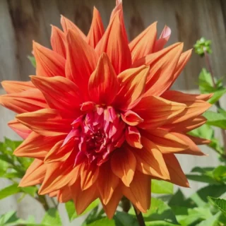 #thelostflowershed maybe on holiday but our dahlia garden is not. If you would like some send a message.  anna@thelostflowershed.co.nz . Our shop will officially be back open on the 21st of January.  #silverdaleboutiqueflorist ##redbeachflorist #whangaparaoaflorist #orewaflorist #hibiscuscoastflorist www.thelostflowershed.co.nz.