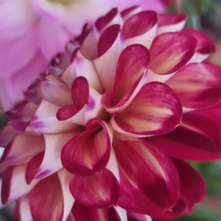 We will be back open on the 21st of January, www.thelostflowershed.co.nz #silverdalefloristnz ##hibiscuscoastflorist #orewaflorist #whangaparaoaflorist #redbeachflorist #hibiscuscoastnz.