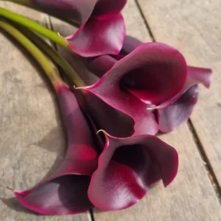 Www.thelostflowershed.co.nz we have some amazing blooms today. Pop in or jump online and gifts someone the gift of flowers. ##silverdalefloristnz #orewaflorist #whangaparaoaflorist #hibiscuscoastnz hibiscuscoastflorist whangaparaoaflorist #aucklandflowersandgifts. Open till 5 pm today and tomorrow.
