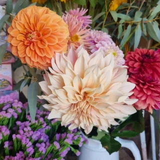 Www.thelostflowershed.co.nz #whangaparaoaflorist #redbeachflorist #hibiscuscoastfloristnz #silverdalefloristnz . Our #dahlias are still pushing through. 🥰