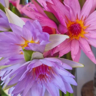 Beautiful #waterlilys instore @thelostflowershed one of our favs. #silverdalefloristnz #hibiscuscoastfloristnz #whangaparaoaflorist