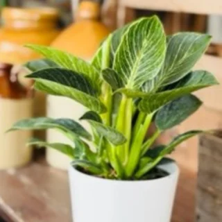 New plants instore. @thelostflowershed