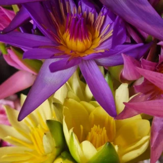 #waterlillies instore @thelostflowershed #whangaparaoaflorist #silverdalefloristnz