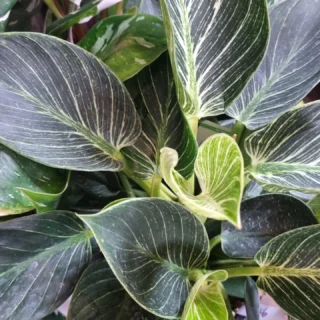 It may be horrible outside, but we are still open with an undercover parking. Or check us out online www.thelostflowershed.co.nz #silverdalefloristnz #orewaflorist #hibiscuscoastfloristnz