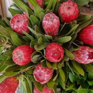 #proteas for the weekend #silverdalefloristnz #whangaparaoaflorist #hibiscuscoastfloristnz