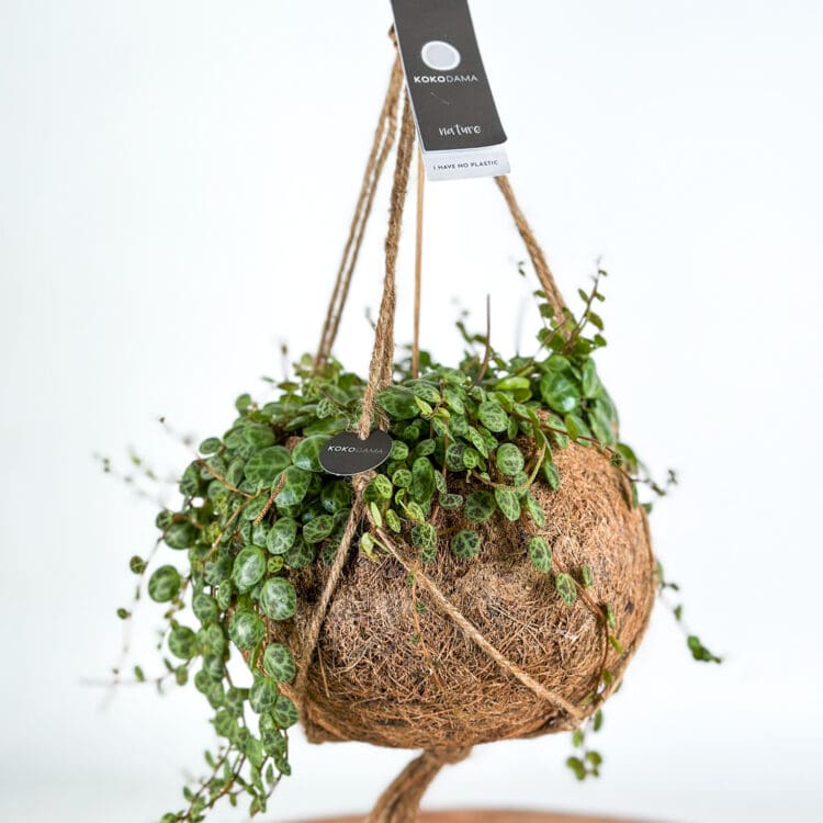 potted string of turtles